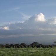 Keenia: Elevantide paradiis Amboseli, 2011.