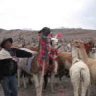 Peruu: Kohalik onu oma laamadega 4800 m kõrgusel, 2007.