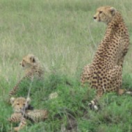 Tansaania: Vapper ja tubli gepardimamma oma kutsikatega Serengeti varahommikus, 2011.