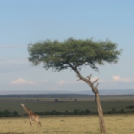 Keenia: Kaelkirjak Maasai Mara hommikus, 2009.