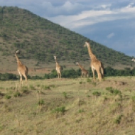 Keenia: Sööma, sööma, sööma Maasai Maras. Seltsis segasem, 2009.