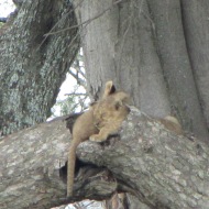 Tansaania: Tõelised nupsikud – lõvikutsikad teineteise kaisus puuõõnsuses magamas.