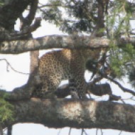 Tansaania: Rosetikujuliste täppidega leopard puu otsas keskpäevavilus, 2011.