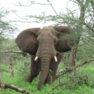 Tansaania: Üksik isane elevanditaat oma pehmetel sammudel otse meie poole astumas, 2011.