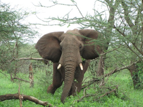 Üksik isane elevanditaat oma pehmetel sammudel otse meie poole astumas.