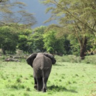 Tansaania: Ja sealt ta meist Ngorongoro kraatris mööda sammus, 2011.