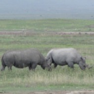 Tansaania: Hävimisohus teravmokk-ninasarvikud Ngorongoro kraatris, 2011.