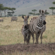 Keenia: Sebra – musta karva ja valgete triipude, mitte valge karva ja mustade triipudega hobuse sugulane, 2009.