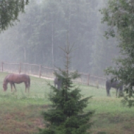 Eesti: Lõuna-Eesti hobused sooja suvevihma all.